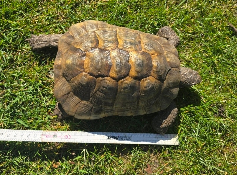 Maurische Landschildkröte männlich 2006