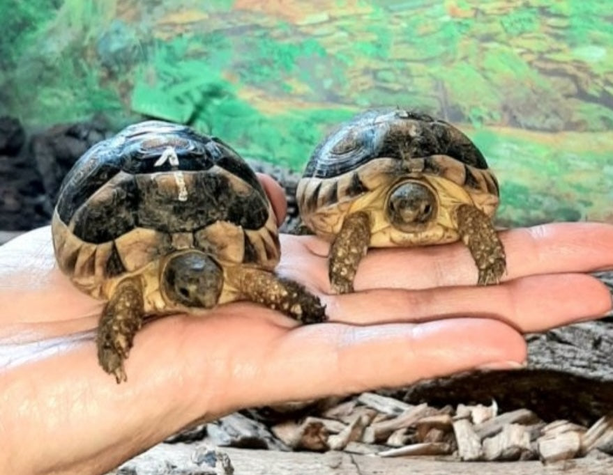 Breitrandschildkröten NZ 2024