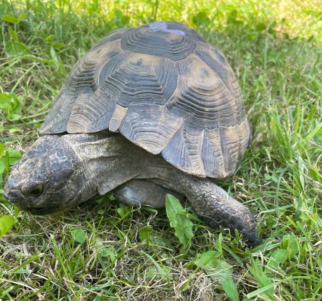 7 Maurische Landschildkröten