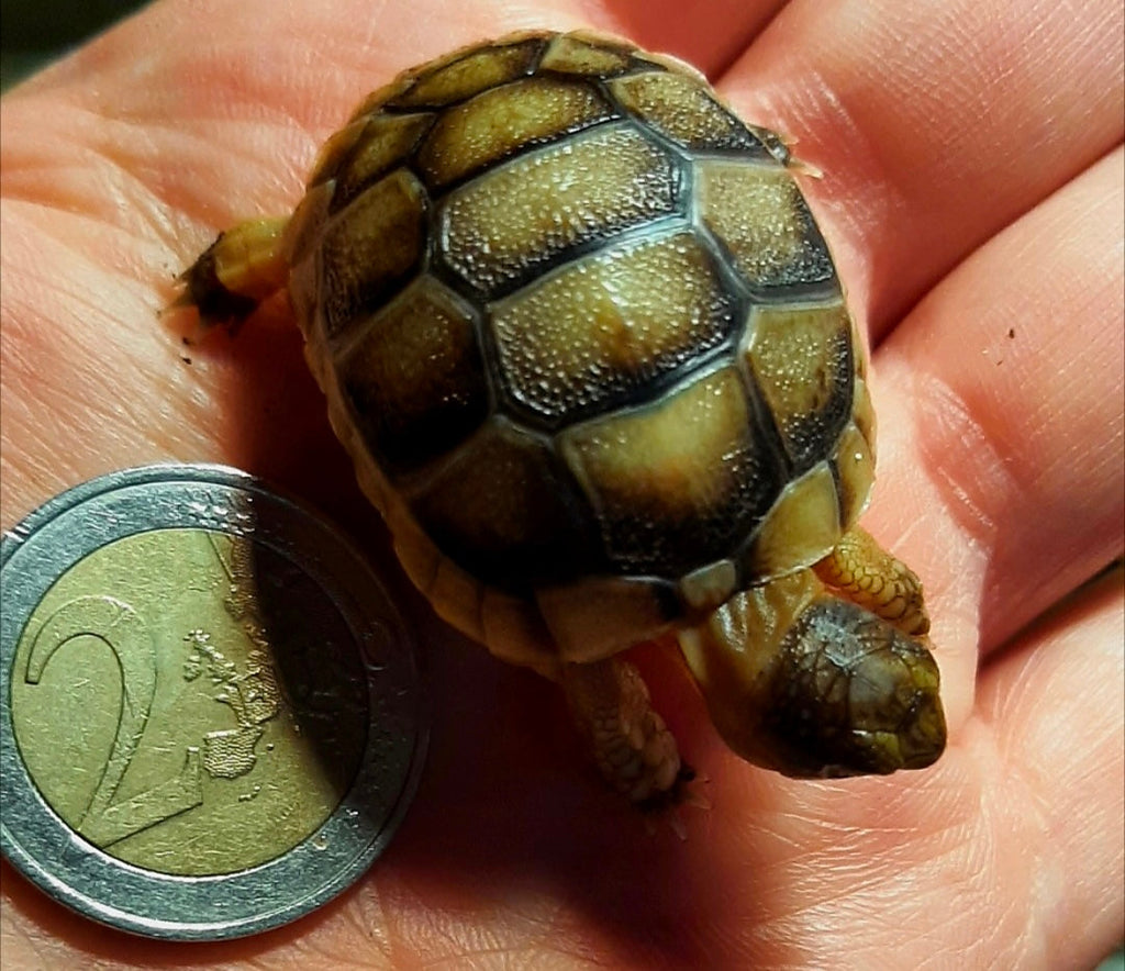 NZ 2025 Breitrandschildkröte