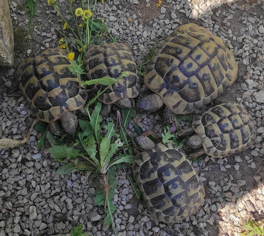 Griechische Landschildkröten 2008, 2021, 2022