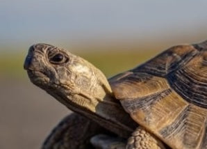 Suche Landschildkröten