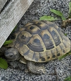 2 Griechische Landschildkröten zu verschenken