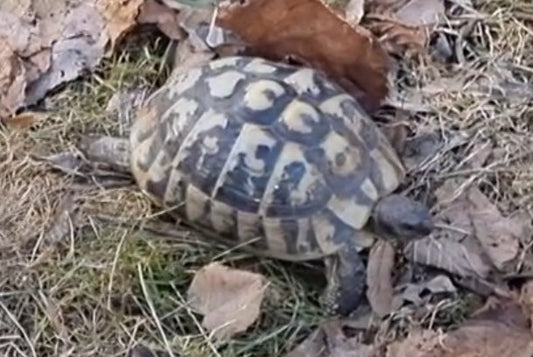 Suche alte männliche griechische Landschildkröte