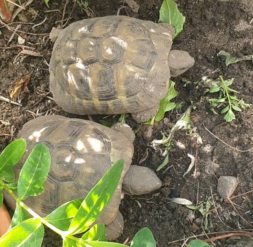 Zwei Griechische Landschildkröten (Thb) abzugeben