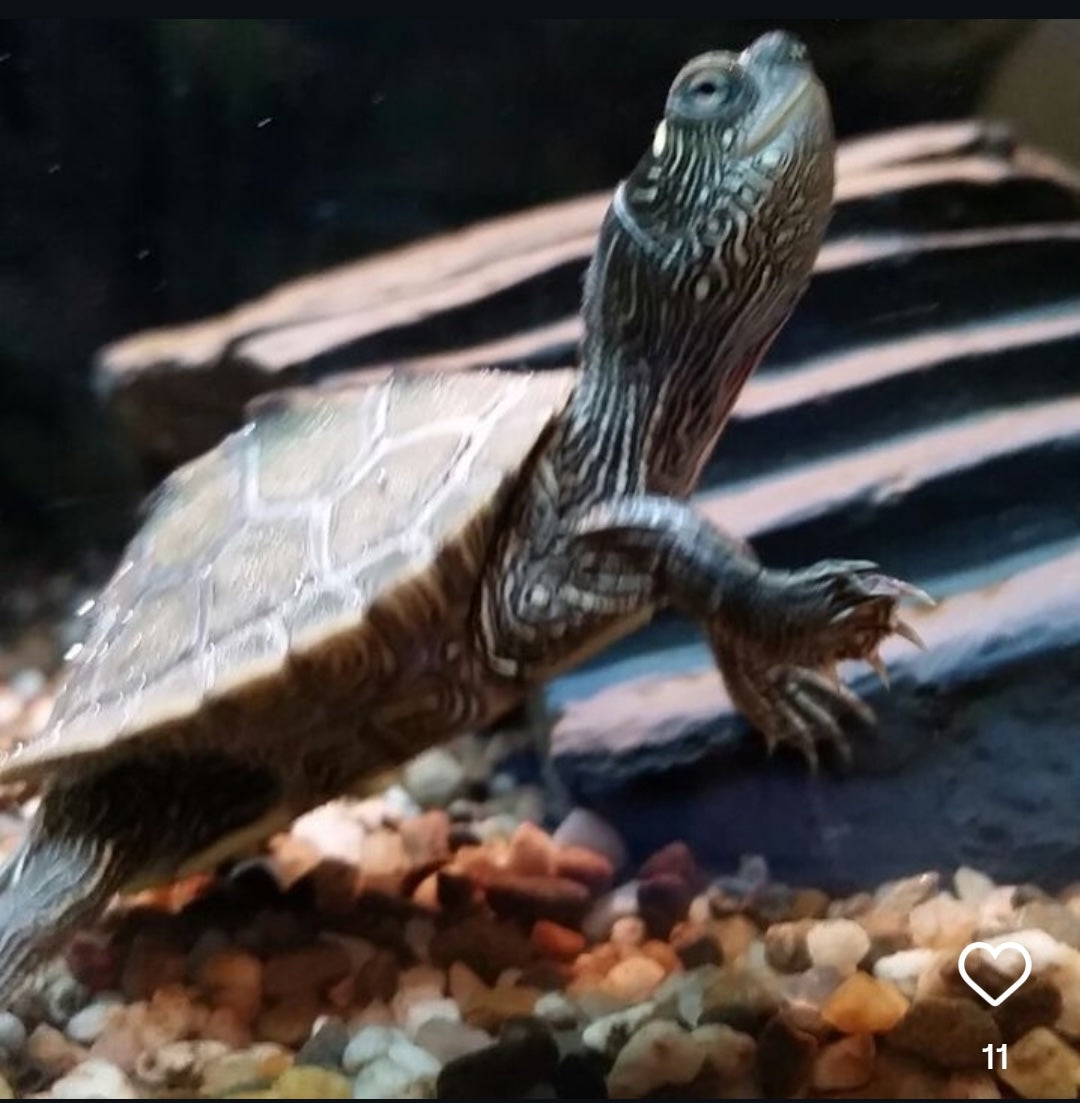 Mississippi höckerschildkröte