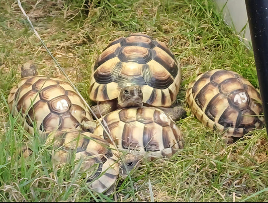 Breitbandschildkröten