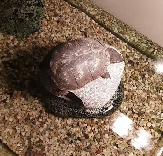 Moschus-Schildkröte