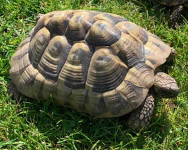 Suche adulte griechische Landschildkröte