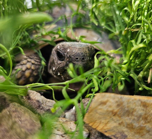 3 Landschildkröten suchen eine neues Zuhause