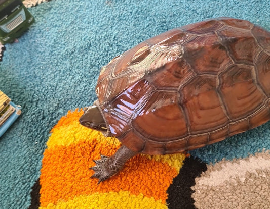 Wasserschildkröte plus Zubehör