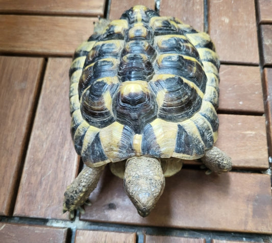 Testudo hermanni männlich