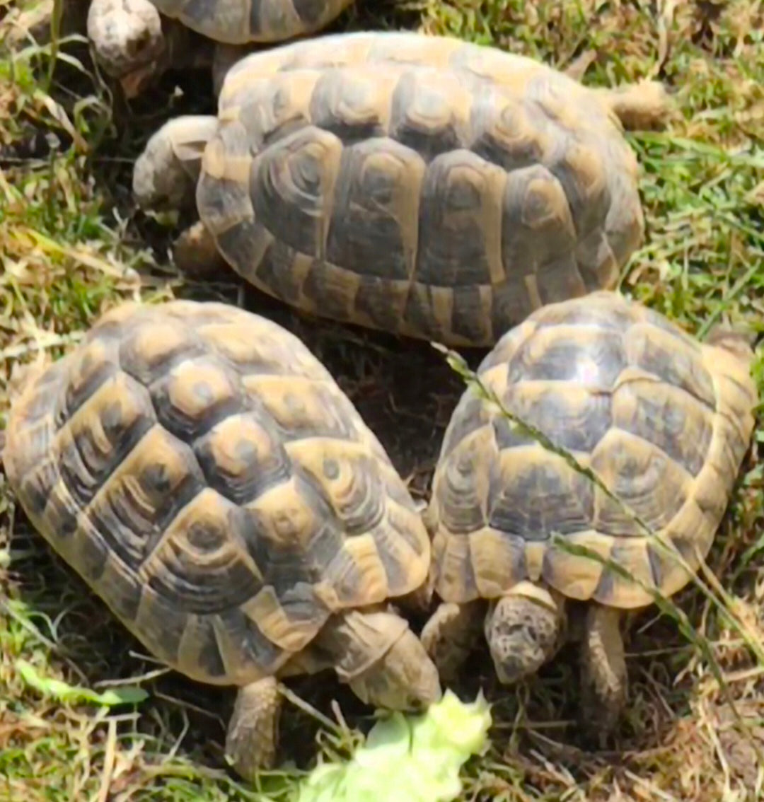 Griechische und Maurische Schildkröten mit Papieren zu verkaufen