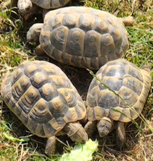Griechische und Maurische Schildkröten mit Papieren zu verkaufen