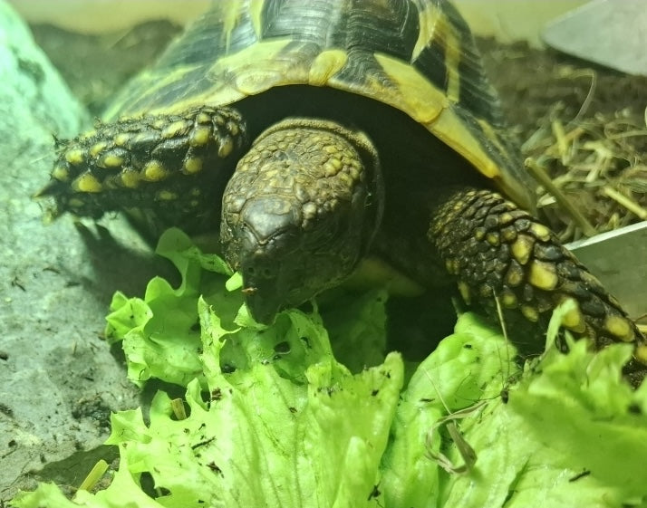 Griechische Landschildkröte 7/2015 männlich