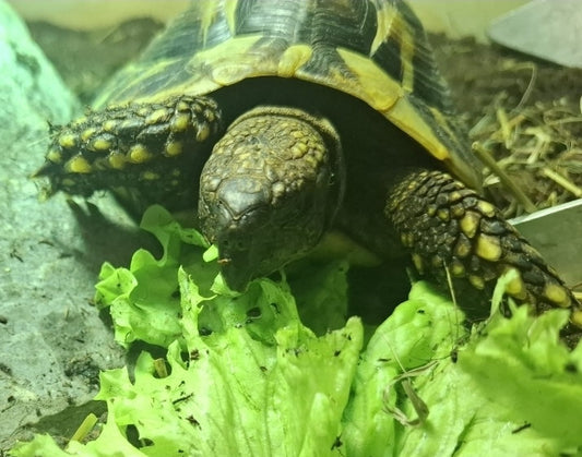 Griechische Landschildkröte 7/2015 männlich