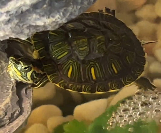 Wasserschildkröte