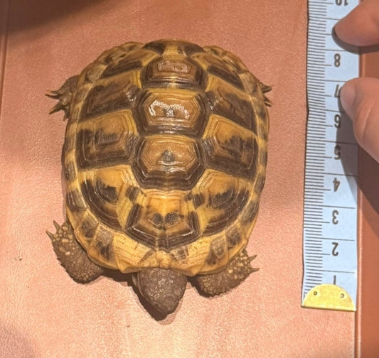Griechische Landschildkröten zu verkaufen