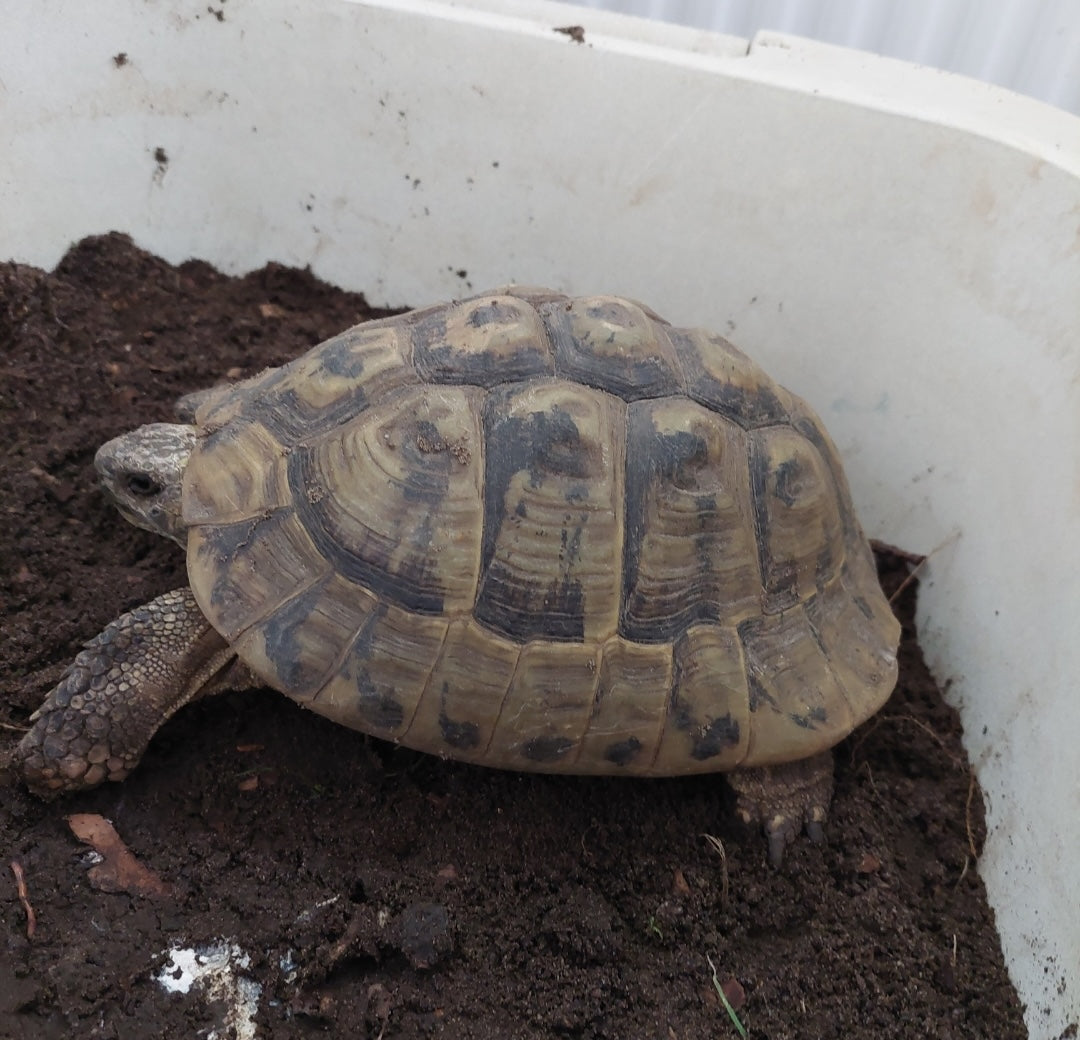 Griechische Landschildkröte THBoettgeri