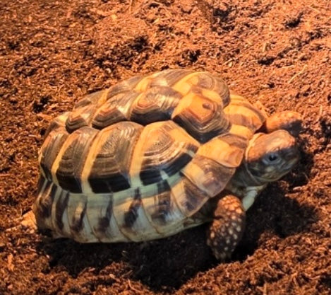 Griechische Landschildkröte zu verkaufen