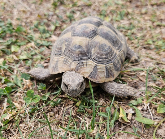 Griechische Landschildkröte zu verkaufen 2 Jahre alt