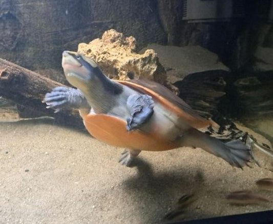 Rotbauch-Spitzkopfschildkröte