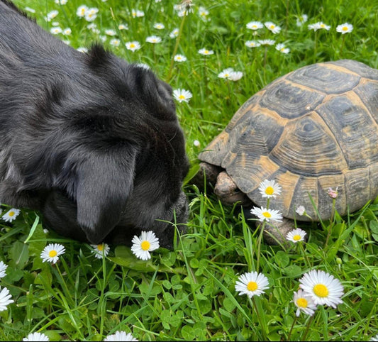 2 Maurische Landschildkröten