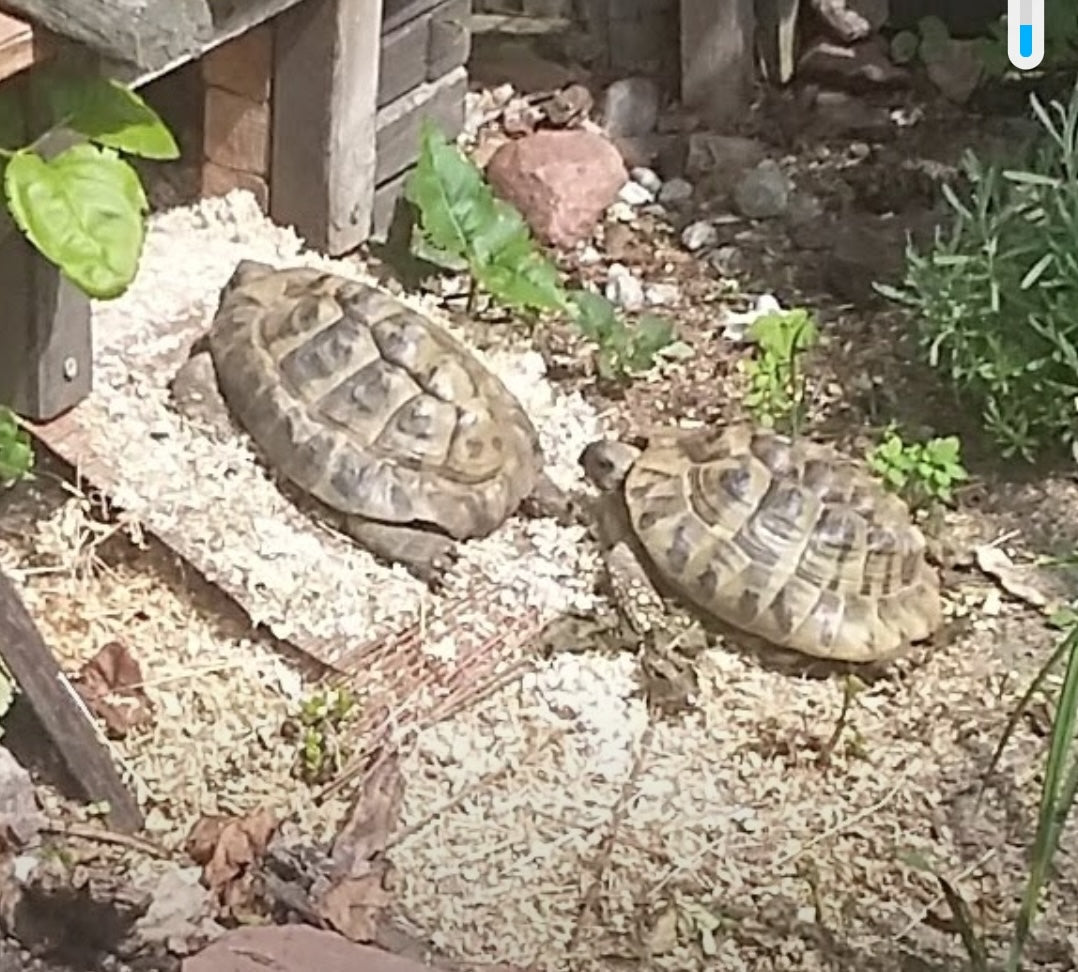 Wegen Umzug 3 Griechische Landschildkröten abzugeben