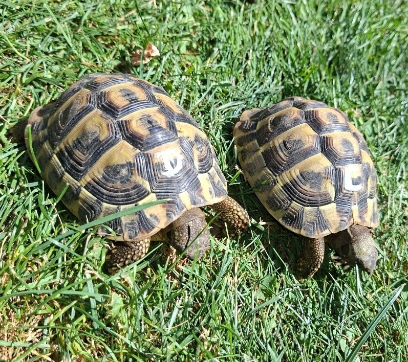 2 griechische Landschildkröten 2020 mit Papieren