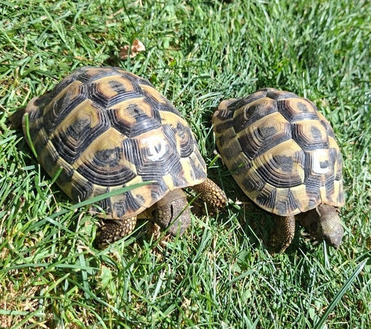 2 griechische Landschildkröten 2020 mit Papieren