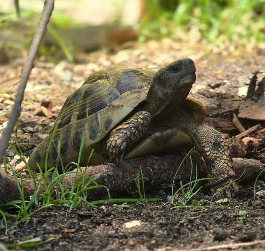 Zuhause für griechische Landschildkröte gesucht