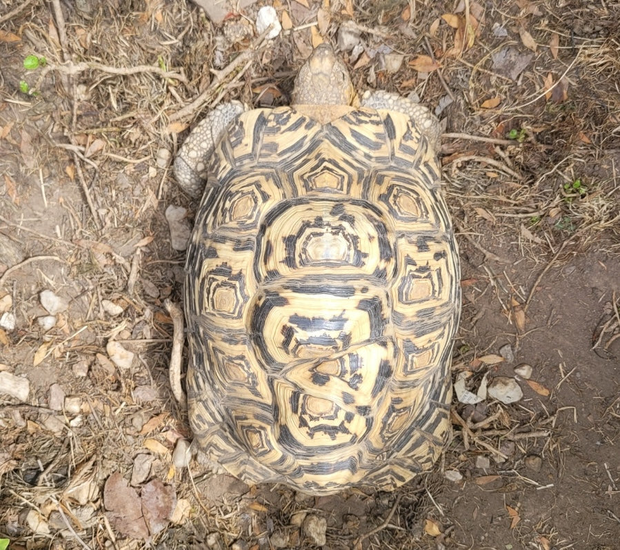 Pantherschildkröte Stigmochelys pardalis
