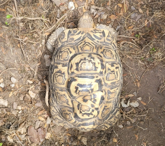 Pantherschildkröte Stigmochelys pardalis