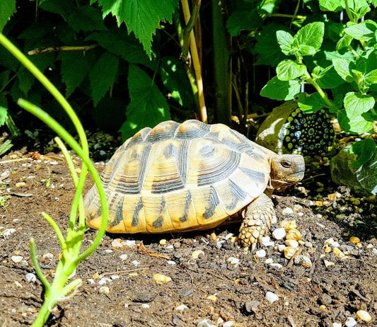 Griechische Landschildkröten