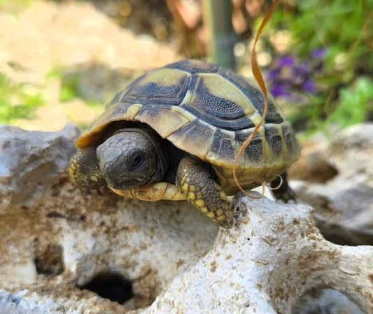 5 Griechische Landschildkröten 2022 und 2023