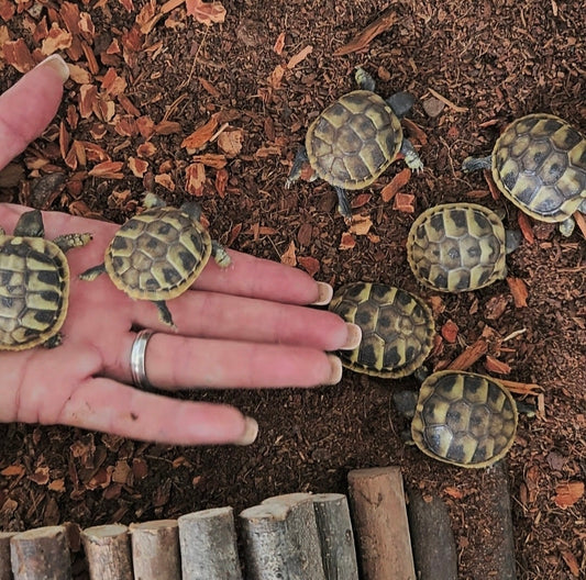 Griechische Landschildkröten zwischen zwei und fünf Wochen alt