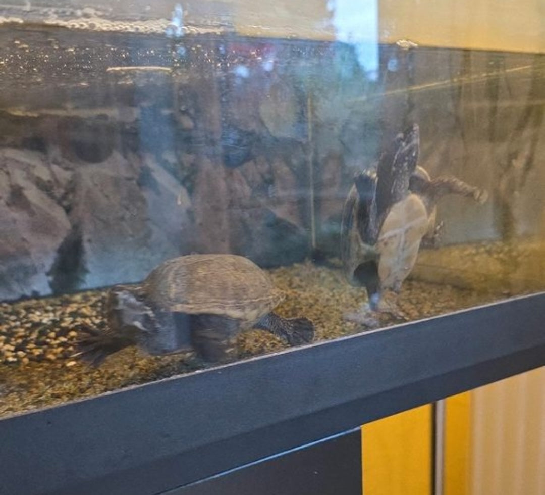 2 Moschusschildkröten mit Terrarium und Zubehör abzugeben in 65719
