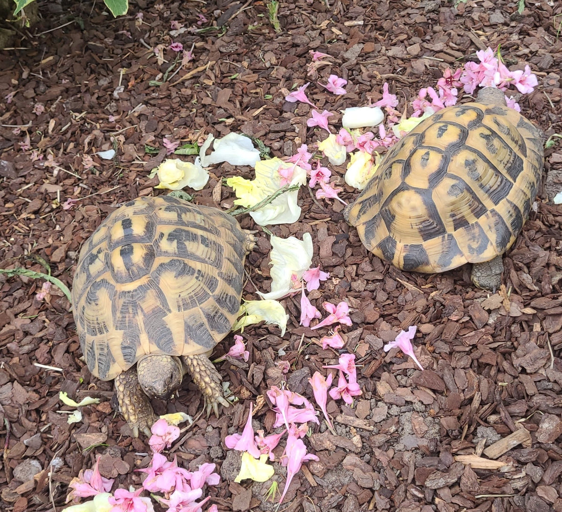 Griechische Landschildkröten abzugeben