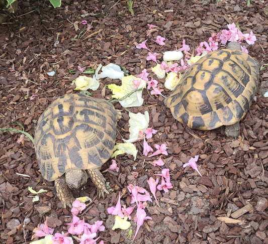 Griechische Landschildkröten abzugeben