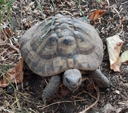2 Testudo hermanni abzugeben
