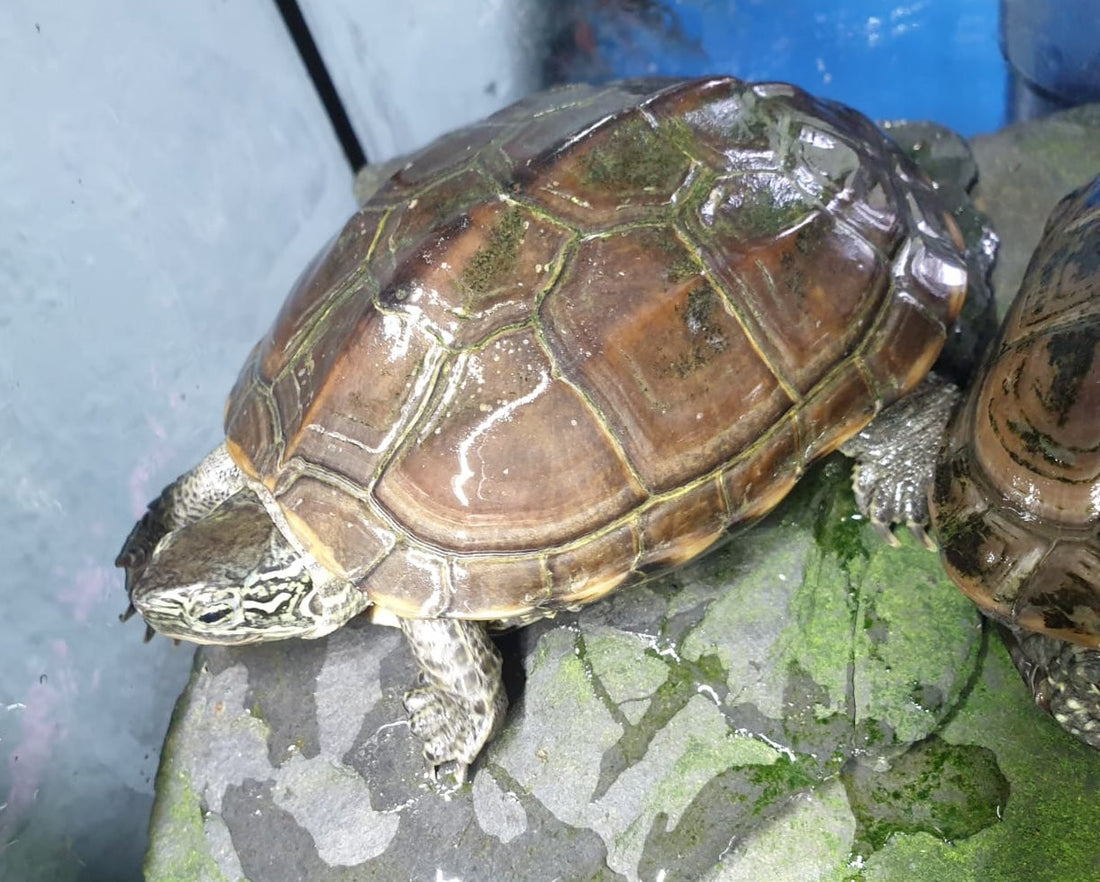 Wasserschildkröten abzugeben