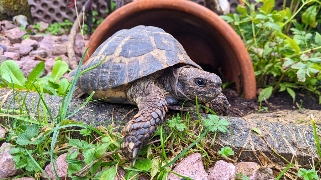 63741 Aschaffenburg / männl. Griech. Landschildkröte / 17 Jahre alt