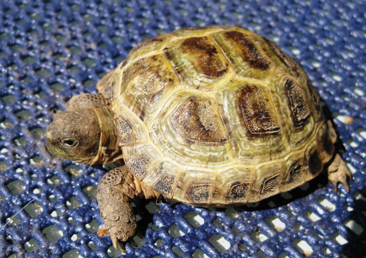 Vierzehen Landschildkröte