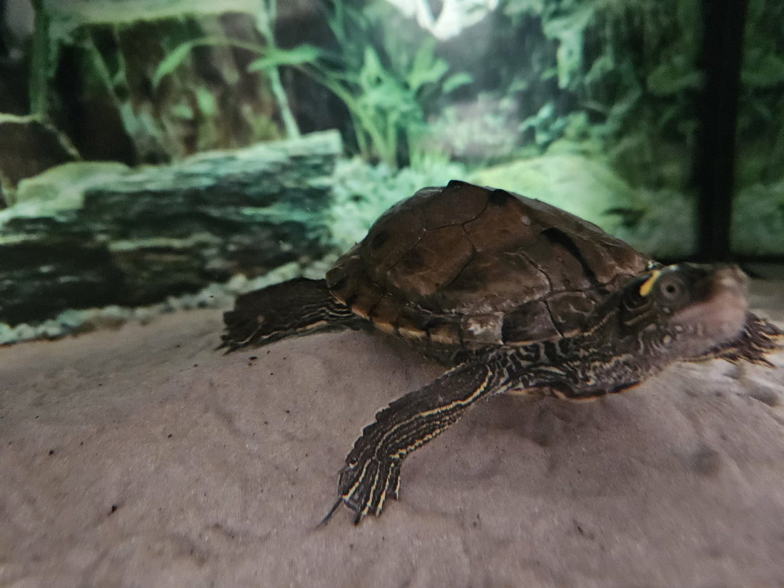 Unbekannte Schildkröte