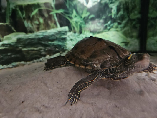 Unbekannte Schildkröte