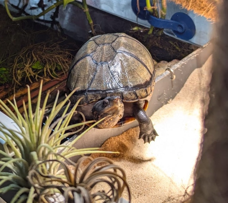 Kleine Wasserschildkröte Rotwangen-Klappschildkröte Kinosternon cruentatum