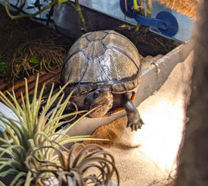 Kleine Wasserschildkröte Rotwangen-Klappschildkröte Kinosternon cruentatum