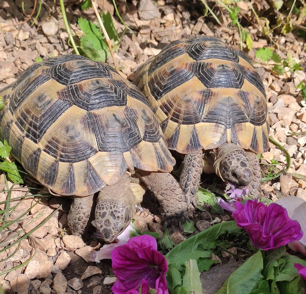 2 Maurische Landschildkröten