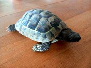 Griechische Landschildkröte - Testudo hermanni, geb. 2013