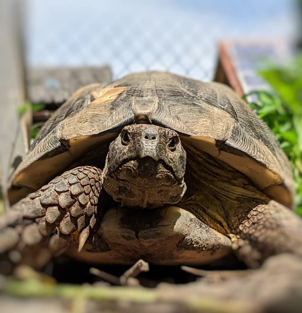 Breitrandschildkröte (m) zu verkaufen